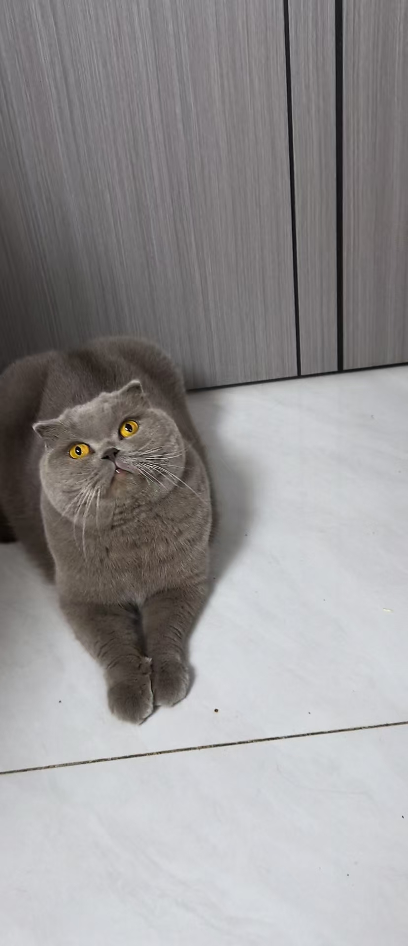 蓝猫弟弟七岁啦，免费领养哦，活泼可爱，性格温顺，有喜欢的可以扣我哦